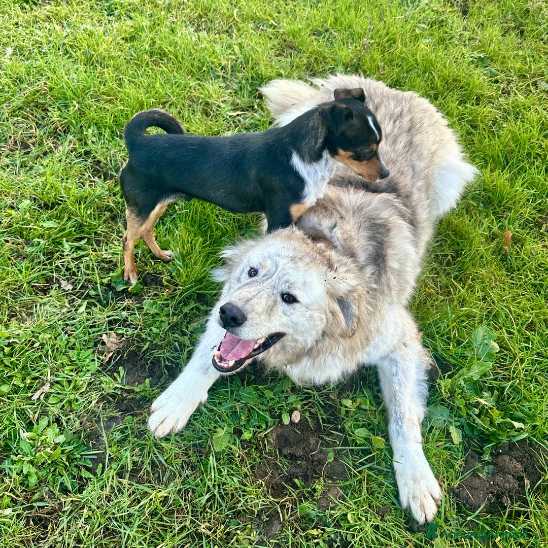 Meticcio cani in regalo: Sansone  - Annuncio 3