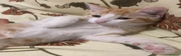 Meticcio gatti in regalo: GATTINA ROSSA a Provincia di Crotone - Annuncio 3