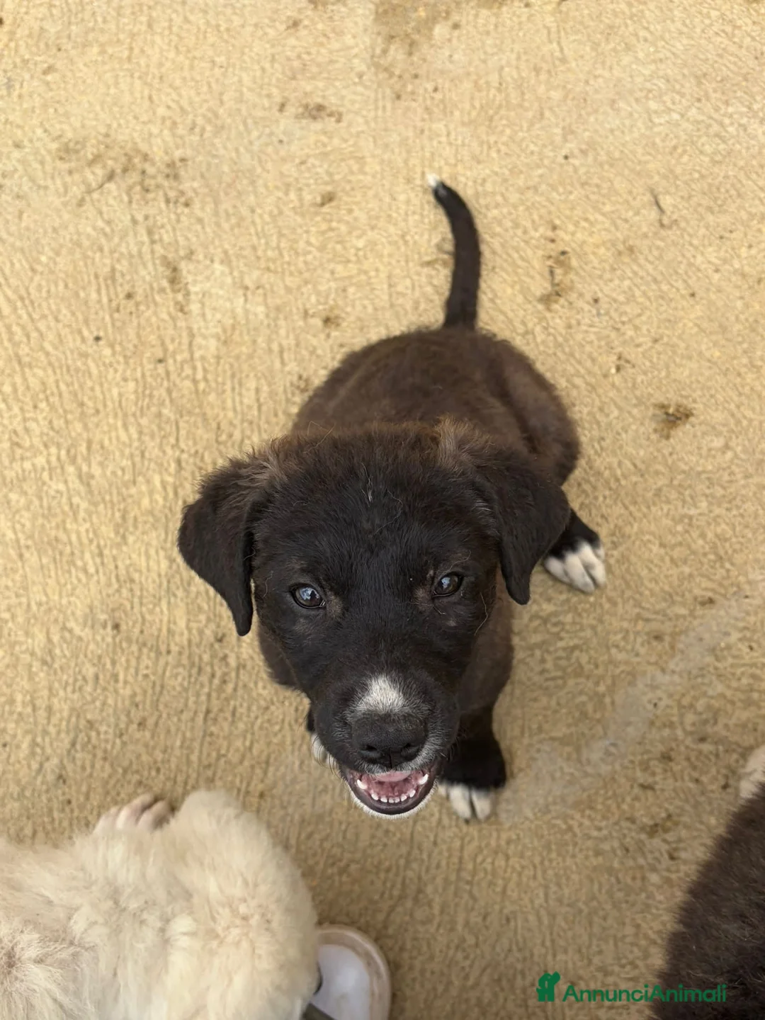 Meticcio cani in regalo: AIKO E ACQUA - Annuncio 2