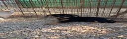 Meticcio cani in regalo: IL PICCOLO E DOLCE OTTO - Annuncio 6