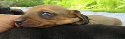 Bassotto cani in vendita: Bassotti nani a pelo corto a Provincia di Lucca - Annuncio 3