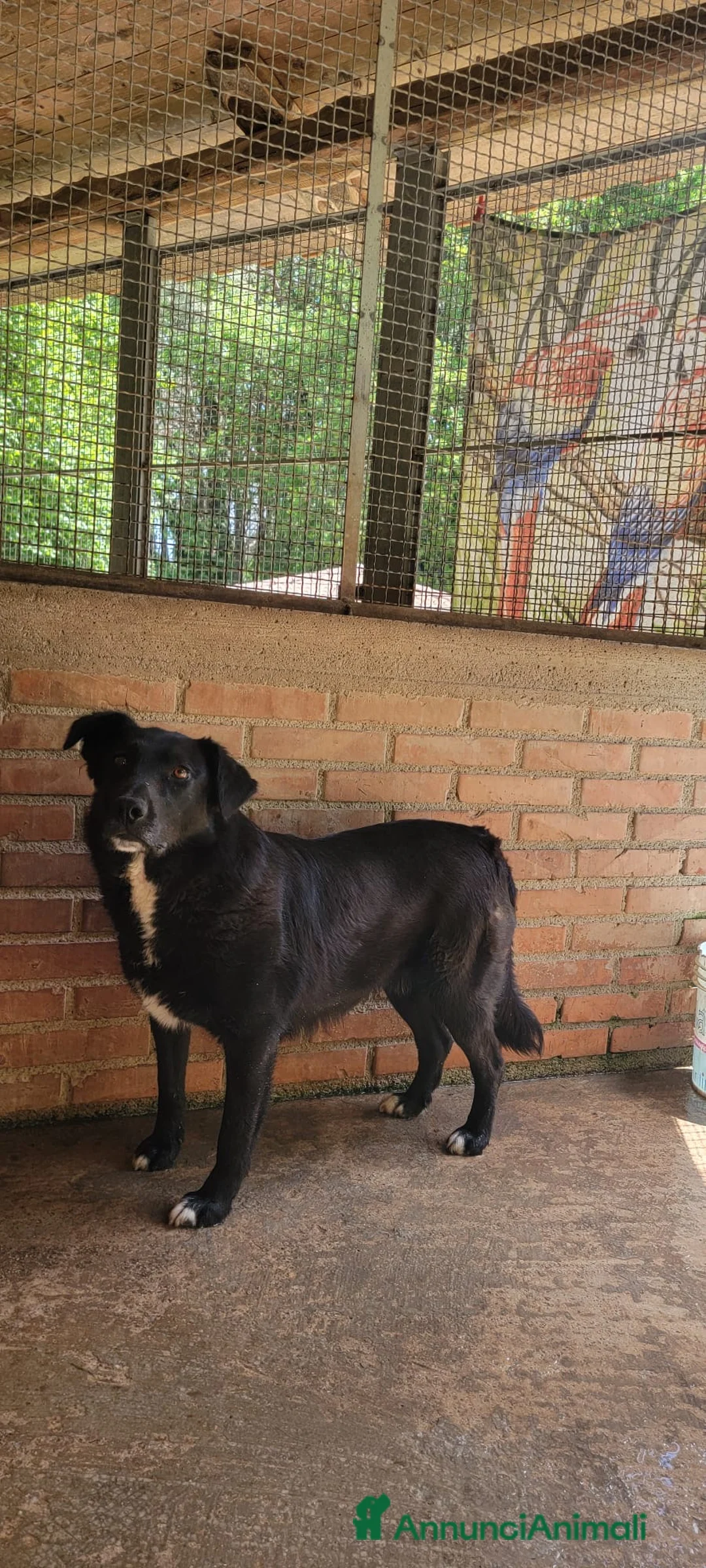 Meticcio cani in regalo: Iaky .. solo perché sono nero? a Città metropolitana di Milano - Annuncio 2