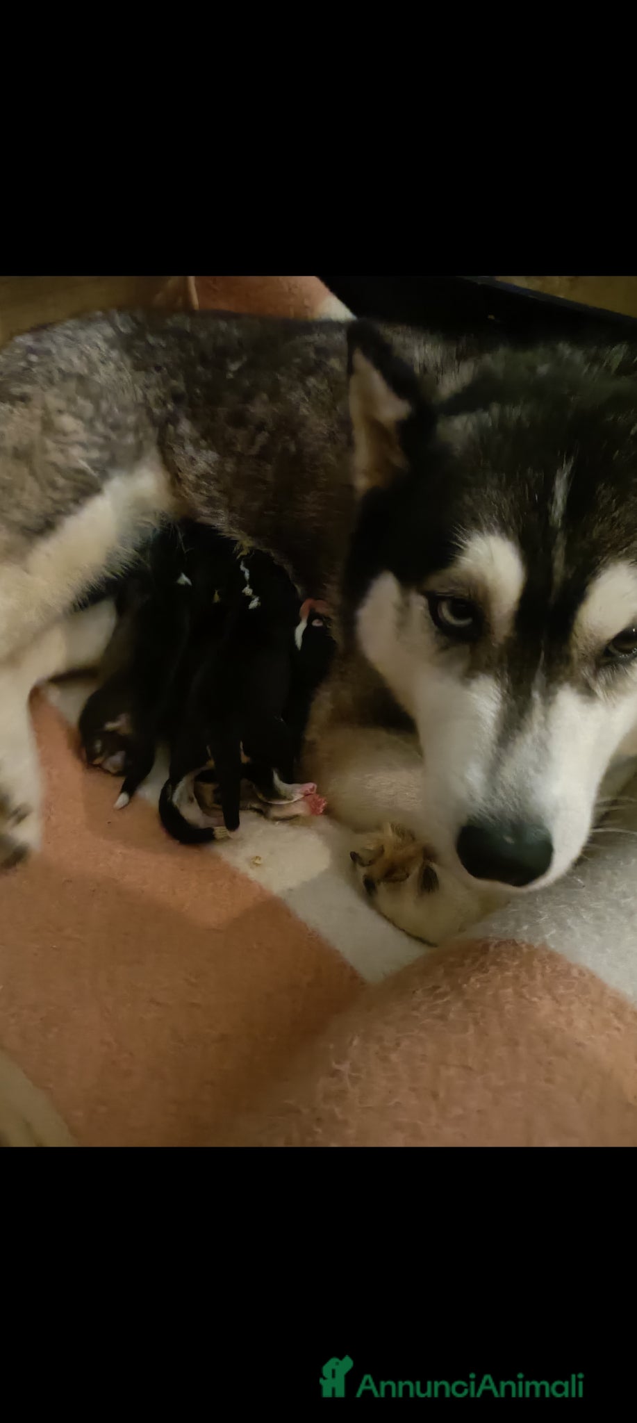 Husky cani Cuccioli husky Umbria  - Annuncio 1