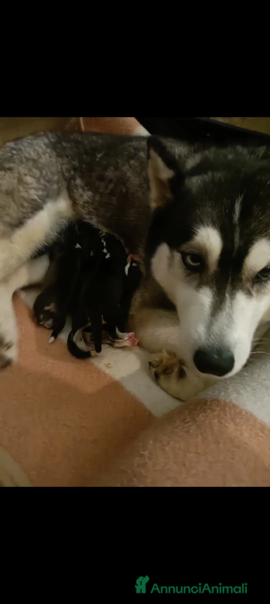 Husky cani in vendita: Cuccioli husky Umbria  - Annuncio 1