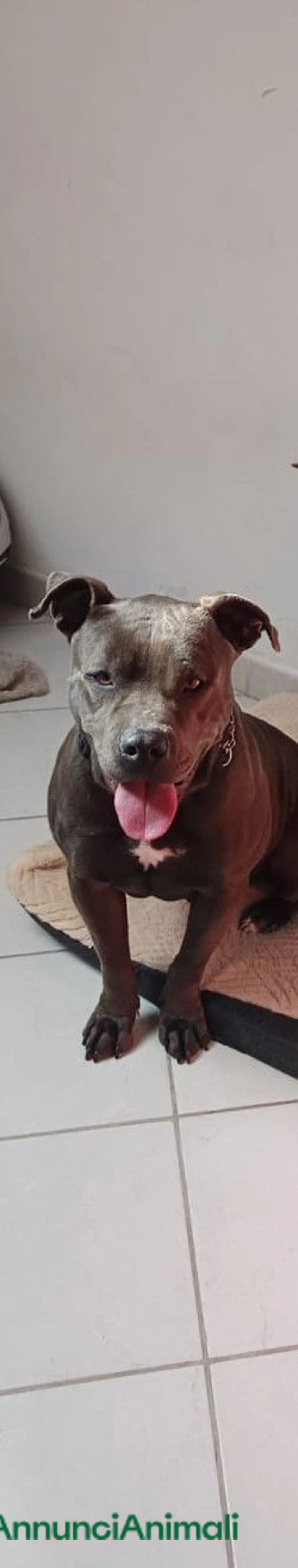 Pitbull cani in regalo: Nina Pitbull in regalo  - Annuncio 2
