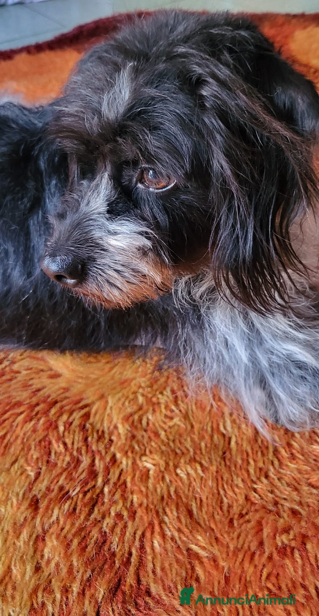 Meticcio cani in regalo: Mia 5anni mix spinoncina tg media MILANO - Annuncio 3