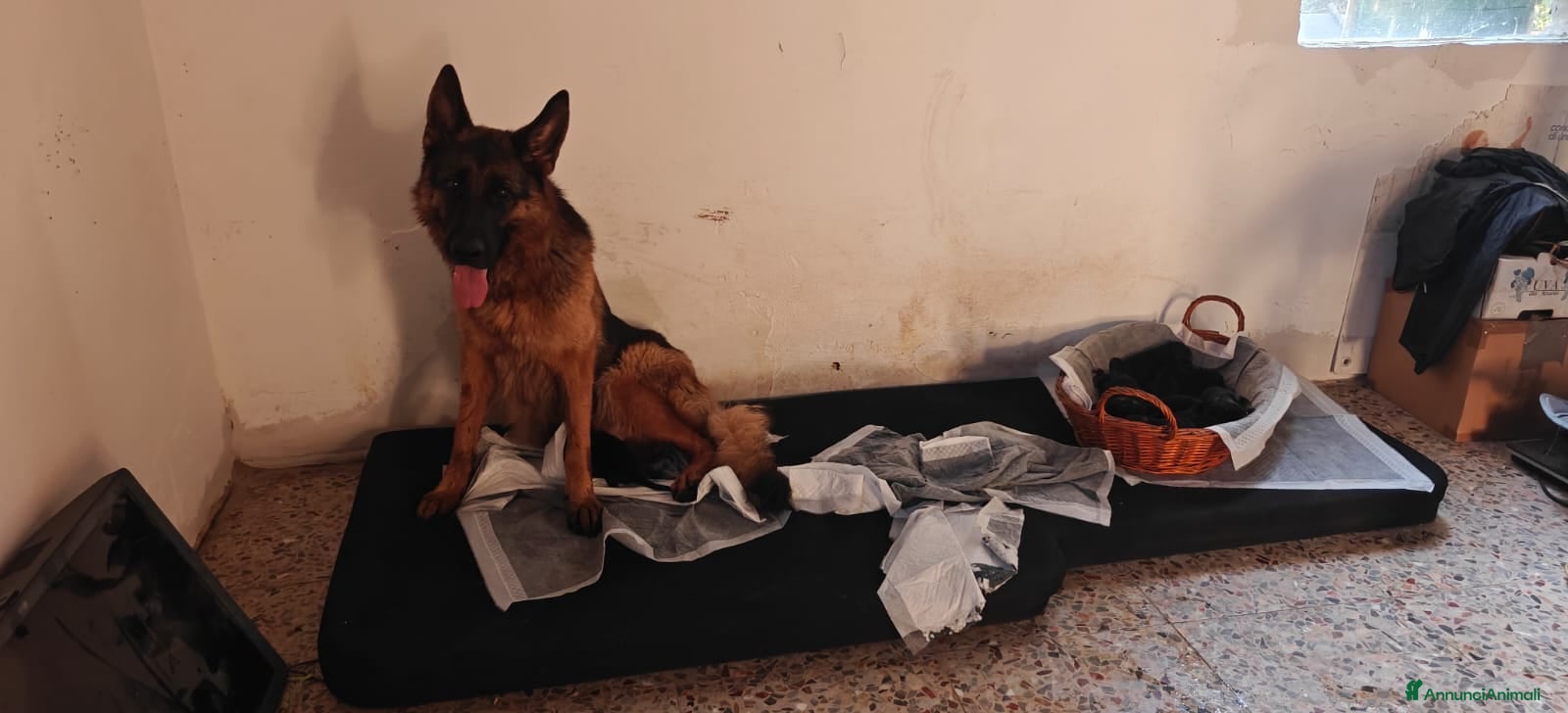 Pastore Tedesco cani 🐾CUCCIOLI DI PASTORE TEDESCO – SANGUE DI CAMPIONI - Annuncio 3