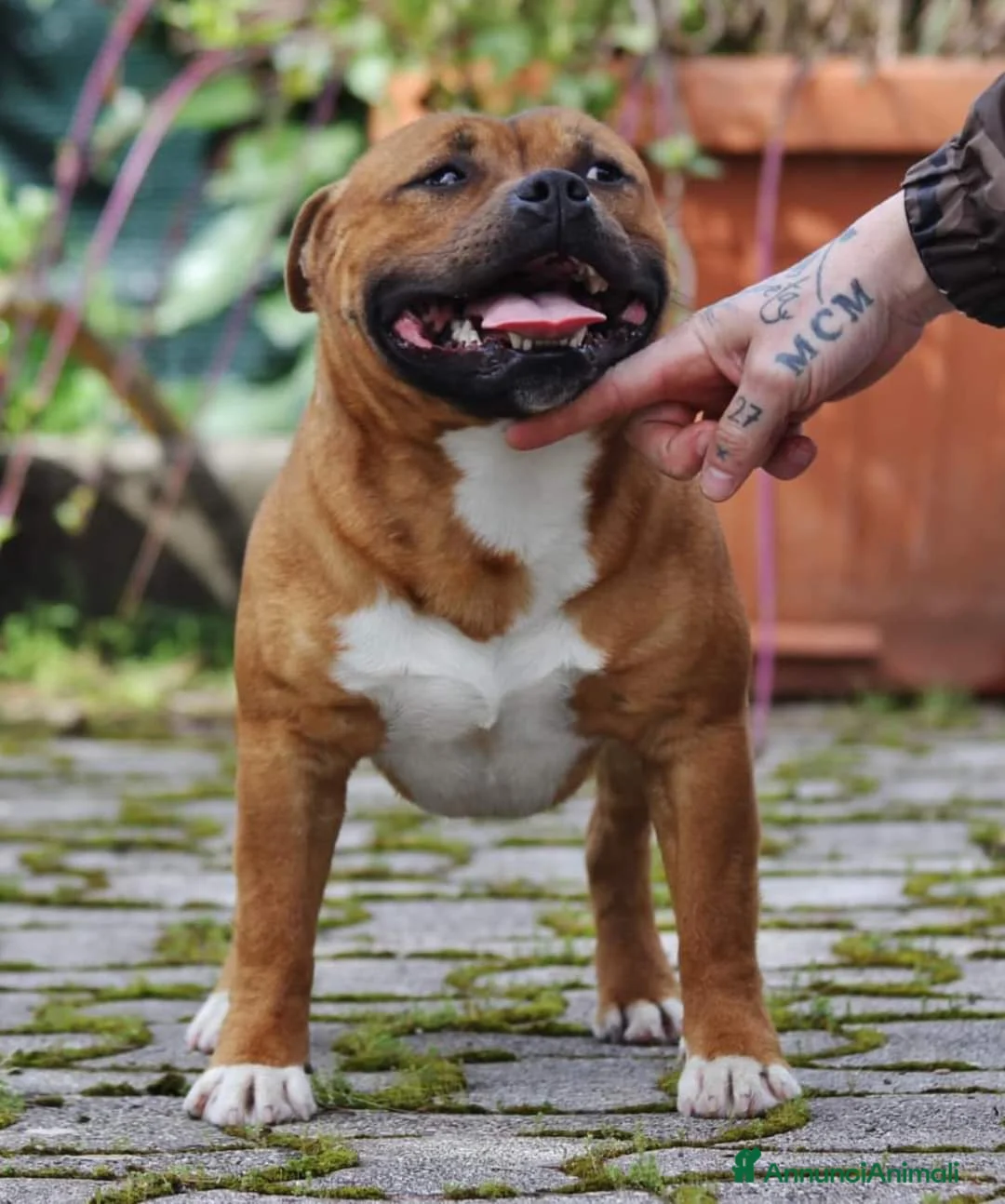Staffordshire cani in vendita: Staffordshire bull terrier  a Provincia di Frosinone - Annuncio 2