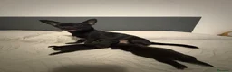 Chihuahua cani in vendita: Cuccioli di chihuahua  a Provincia di Ravenna - Annuncio 13