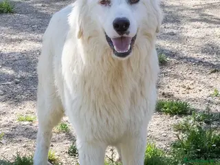 Meticcio cani OSLO ASPETTA TE - Annuncio 22