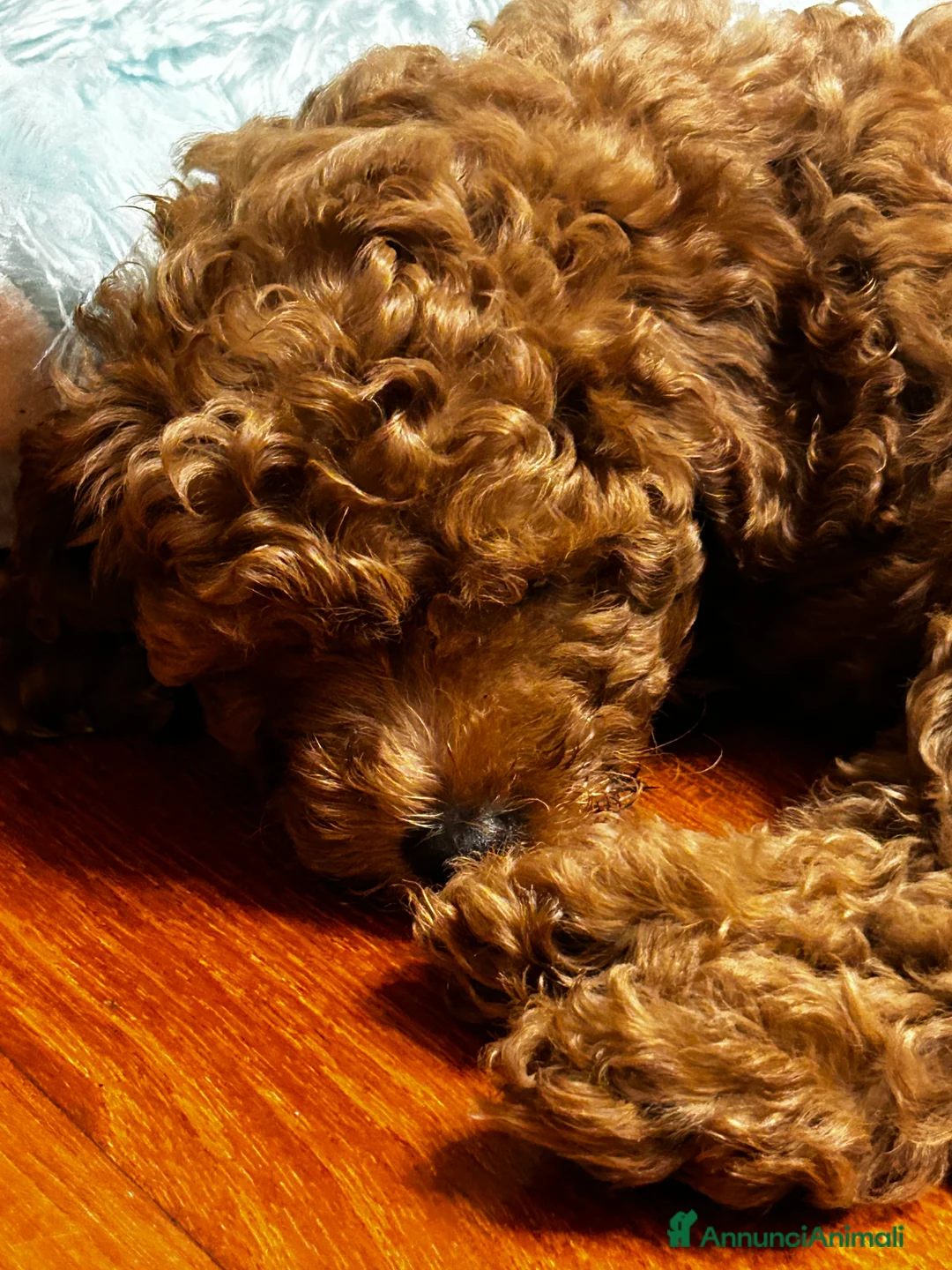 Barboncino cani in vendita: Barboncino nano  - Annuncio 5