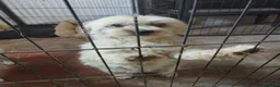 Maltese cani in regalo: ADOZIONE DEL CUORE  a Provincia di Pavia - Annuncio 1