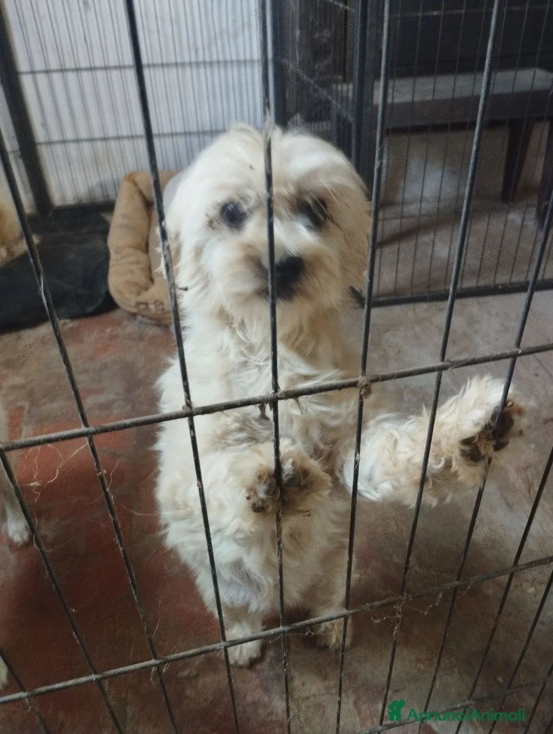 Maltese cani in regalo: ADOZIONE DEL CUORE  a Provincia di Pavia - Annuncio 1