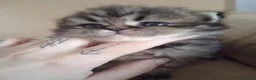 Persiano gatti in vendita: Cinque cuccioli di persiano - Annuncio 10
