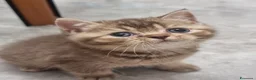 Scottish gatti in vendita: Scottish Straight  - Annuncio 9