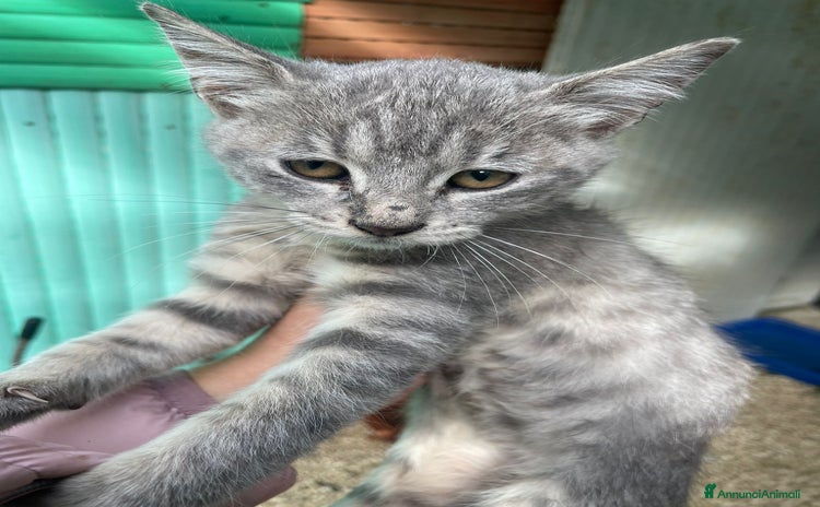 Meticcio gatti a Città metropolitana di Roma Capitale - Annuncio 11