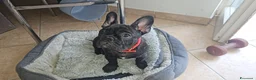 Bulldog Francese cani in vendita: Cucciolo disponibile - Annuncio 1