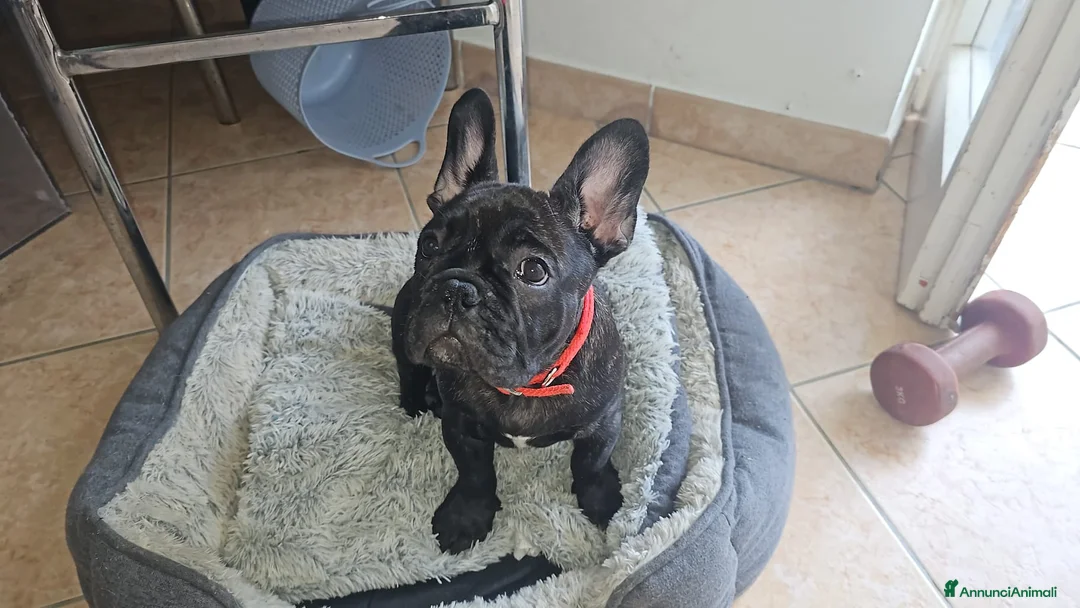 Bulldog Francese cani in vendita: Cucciolo disponibile - Annuncio 1