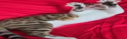 Bengala gatti in vendita: Incrocio Bengala/Scottish  - Annuncio 13