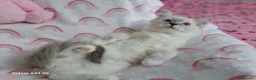 Ragdoll gatti in vendita: Allevamento amatoriale di Ragdoll WhiteAngels  a Provincia di Como - Annuncio 5