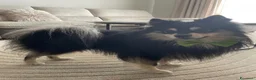 Spitz cani per accoppiamento: Spitz Tedesco Pedigree ENCI disponibile per monta  - Annuncio 1