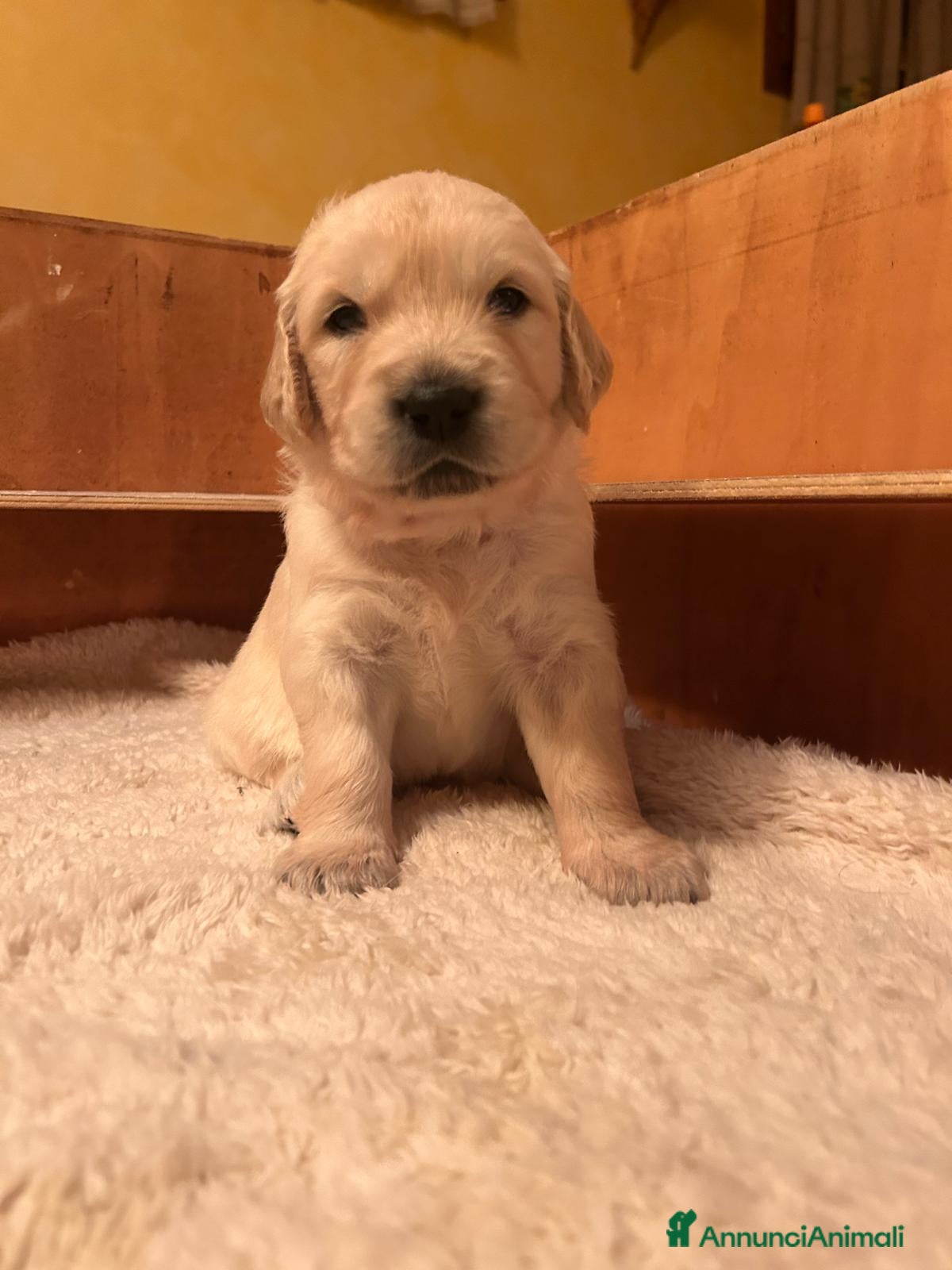 Golden Retriever cani CUCCIOLI DI GOLDEN RETRIEVER DISPONIBILI  - Annuncio 12