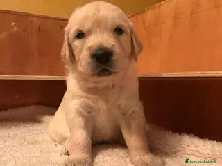 Golden Retriever cani CUCCIOLI DI GOLDEN RETRIEVER DISPONIBILI - Annuncio 8