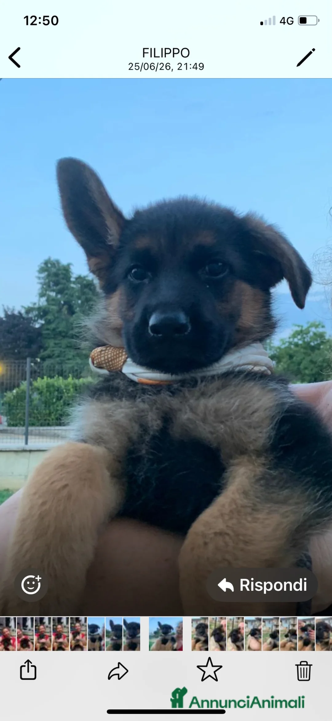 Pastore Tedesco cani in vendita: cuccioli - Annuncio 2