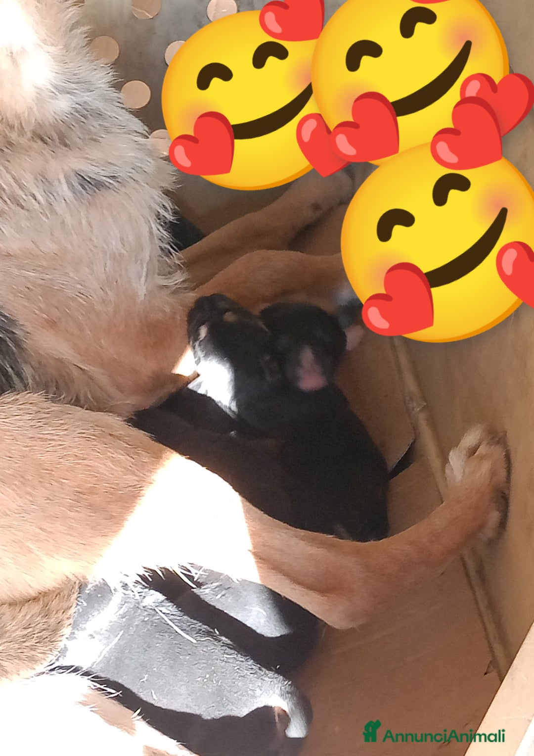 Pastore Tedesco cani in vendita: splendidi cuccioli  - Annuncio 22