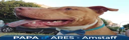 Pitbull cani in vendita: Cuccioli tipo Amstaff Pitbull  a Città metropolitana di Roma Capitale - Annuncio 7