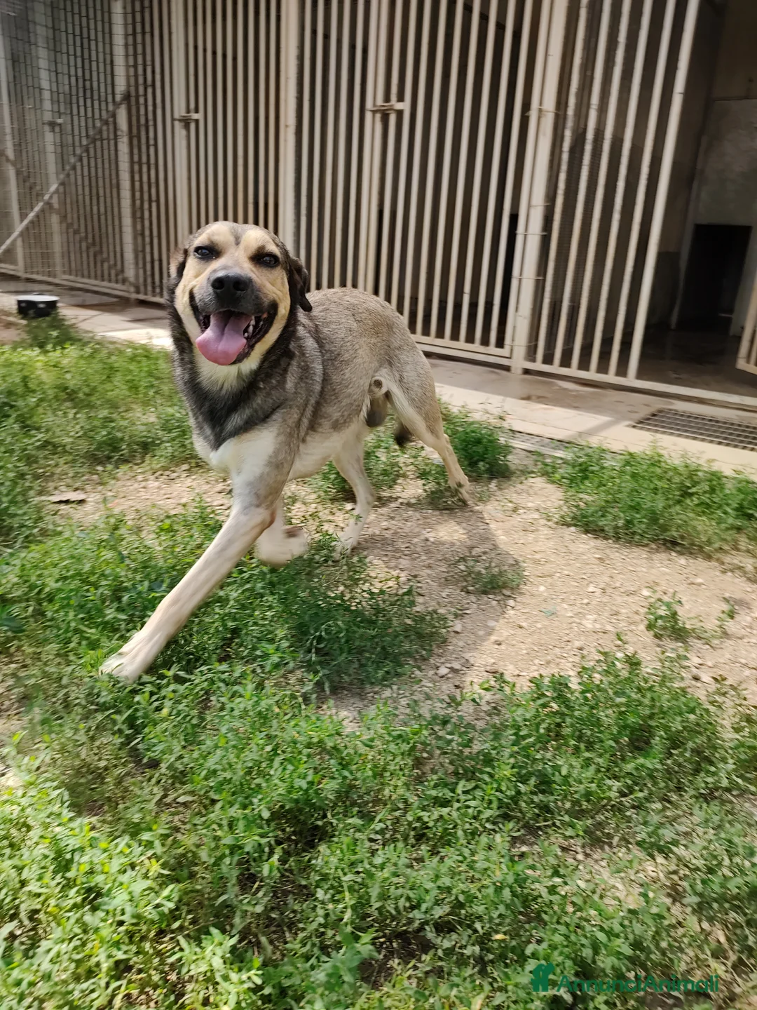 Meticcio cani in regalo: Dylan a Provincia di Treviso - Annuncio 7