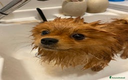 Volpino Pomerania cani in vendita: Volpino Spitz Pomerania adulto maschio a Città Metropolitana di Cagliari - Immagine 4