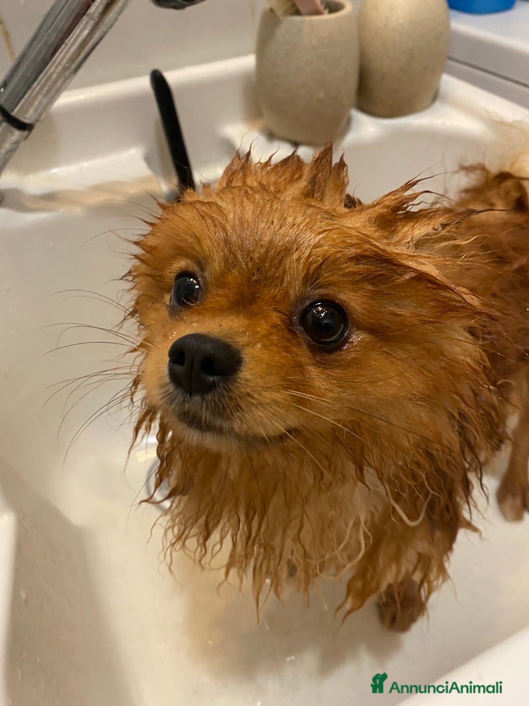 Volpino Pomerania cani in vendita: Volpino Spitz Pomerania adulto maschio a Città Metropolitana di Cagliari - Immagine 4