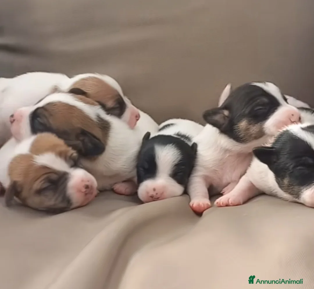 Jack Russell cani in vendita: Gek Russel  toy  piccolissimi  da appartamento  - Annuncio 8