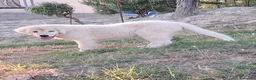 Pastore Abbruzzese Maremmano cani in vendita: Cuccioli di pastore Abruzzese Maremmano  - Annuncio 8