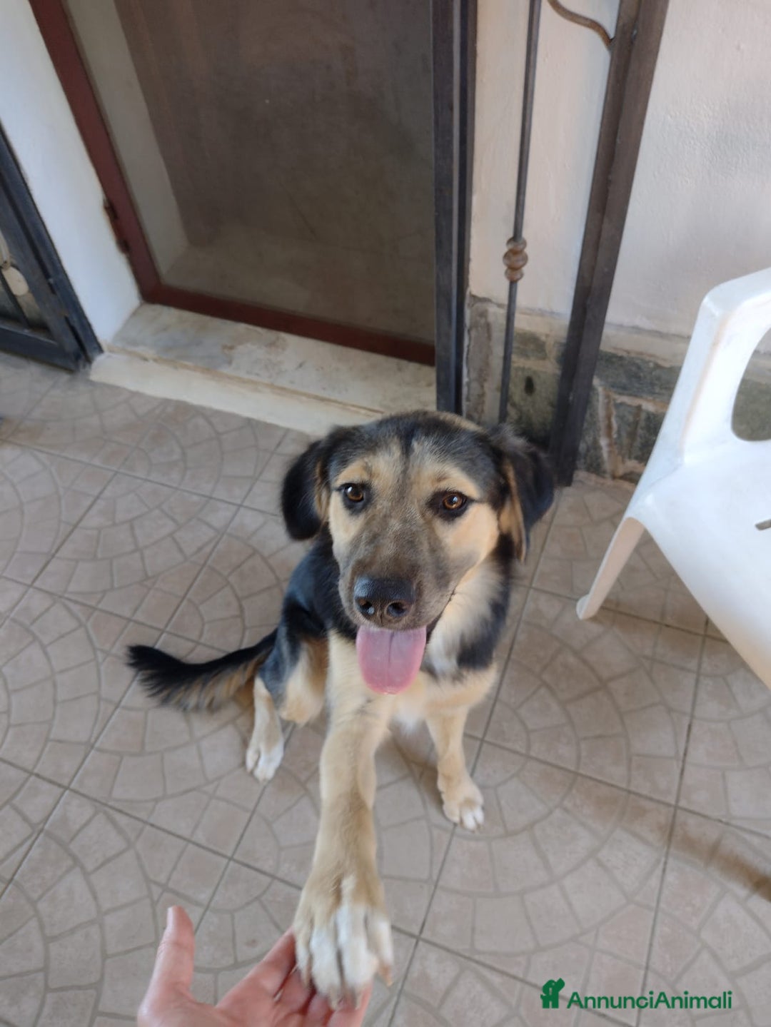 Meticcio cani in regalo: Splendido Simil Pastore (Catania) - Annuncio 7