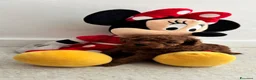Barboncino Toy cani in vendita: Barboncini red - Annuncio 10