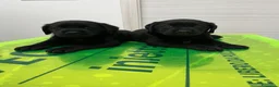 Labrador cani in vendita: Cucciola di Labrador  a Libero consorzio comunale di Agrigento - Annuncio 12