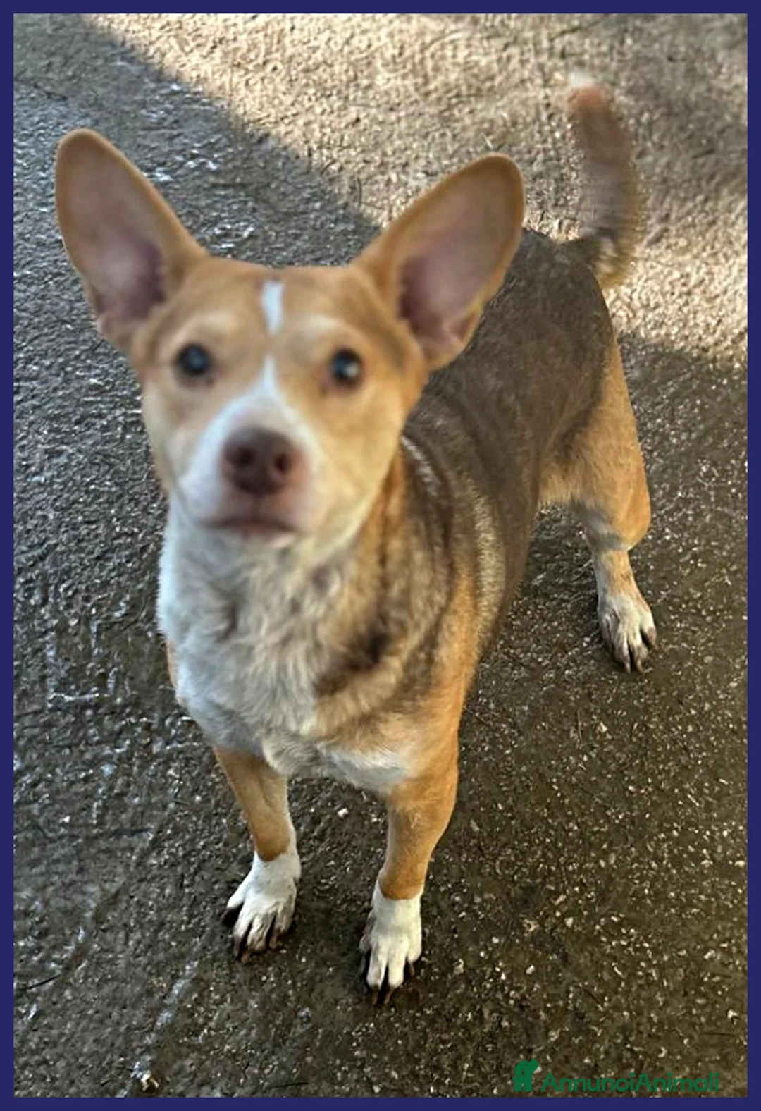 Meticcio cani in regalo: BALLERINA, SIMIL CORGIE-PODENCO 4 ANNI, 8 KG DI GI a Genova - Annuncio 7