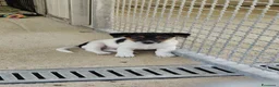 Jack Russell cani in vendita: Splendidi cuccioli di Jack Russell - Annuncio 1
