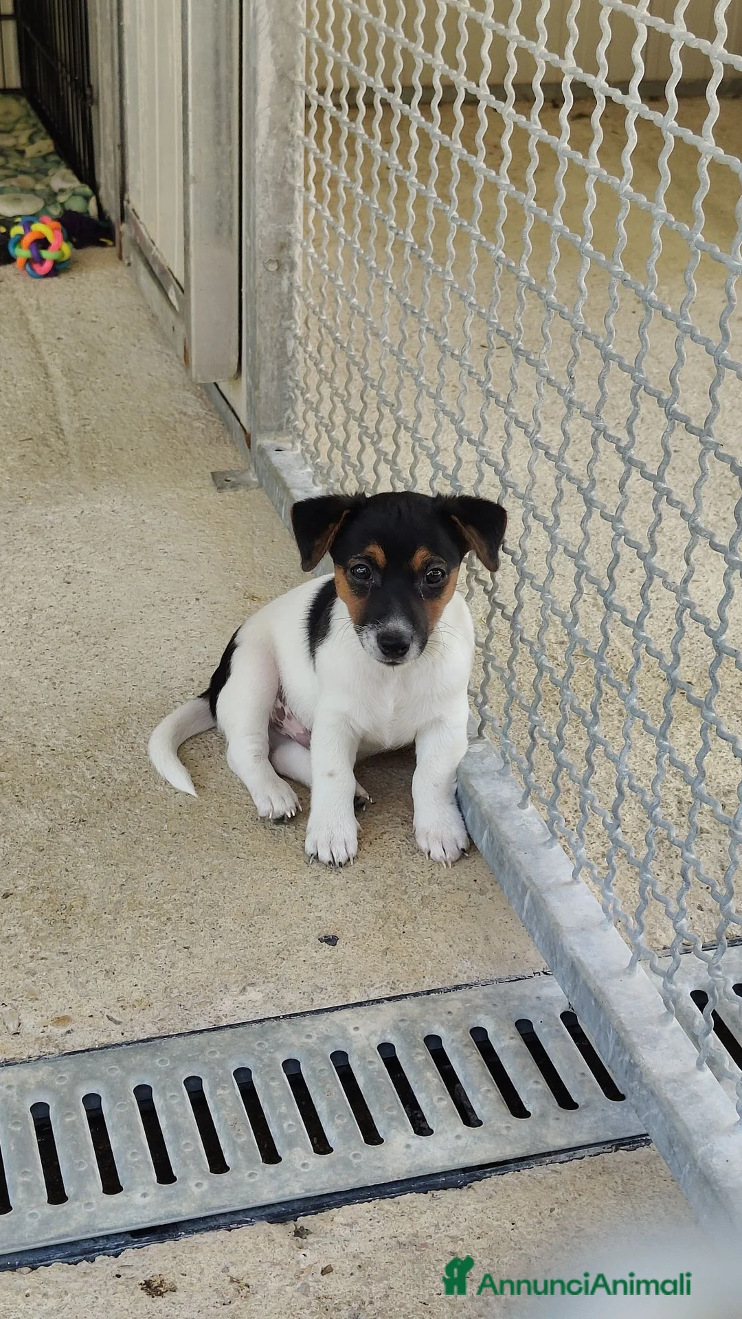 Jack Russell cani in vendita: Splendidi cuccioli di Jack Russell - Annuncio 1