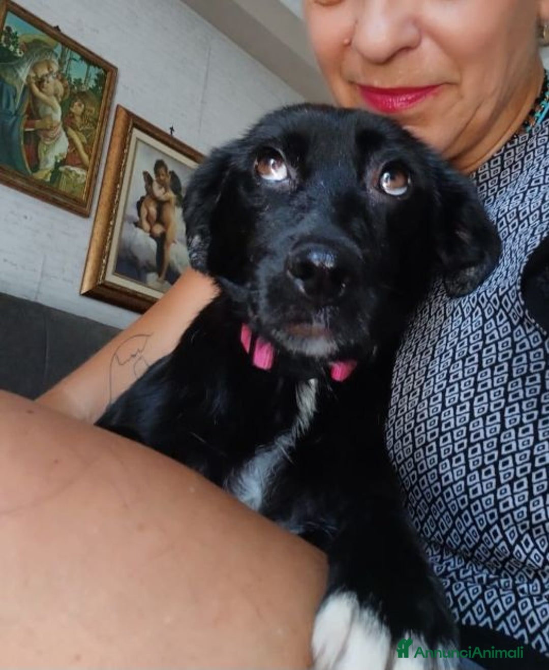 Meticcio cani in regalo: ROSY piccola cagnolina di nessuno - brava a Città Metropolitana di Bologna - Immagine 4