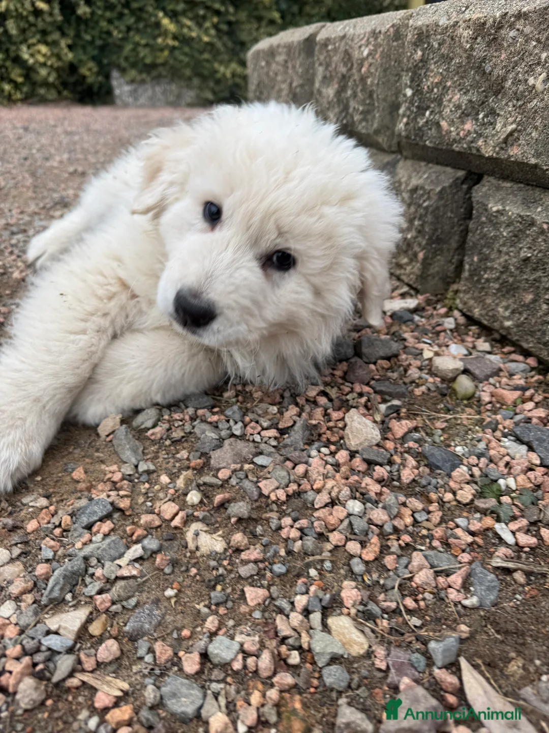 Pastore Maremmano cani in vendita: Cuccioli di pastore maremmano/abruzzese - Annuncio 8