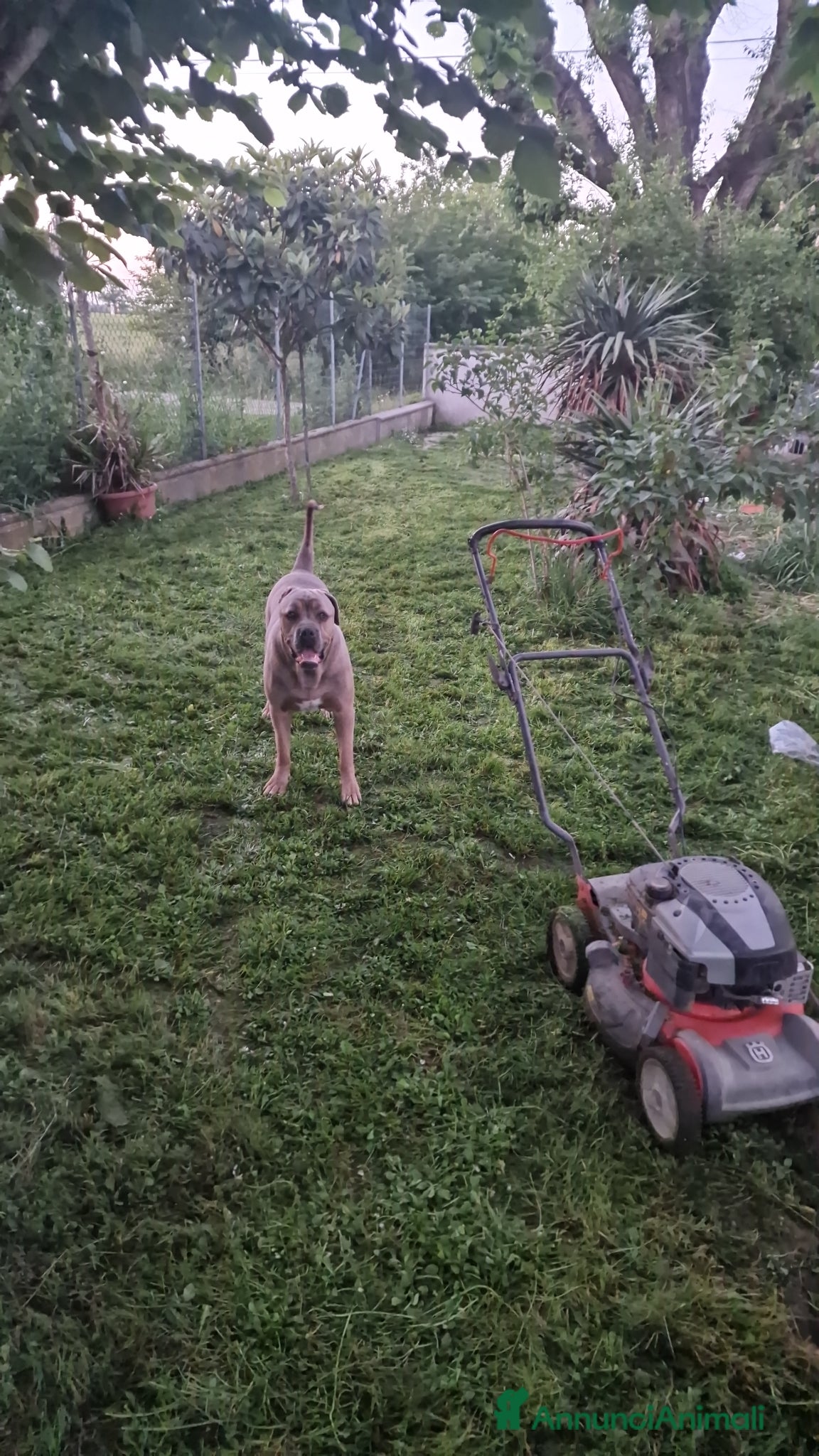 Cane Corso cani in regalo: Vendo cane corso - Annuncio 1