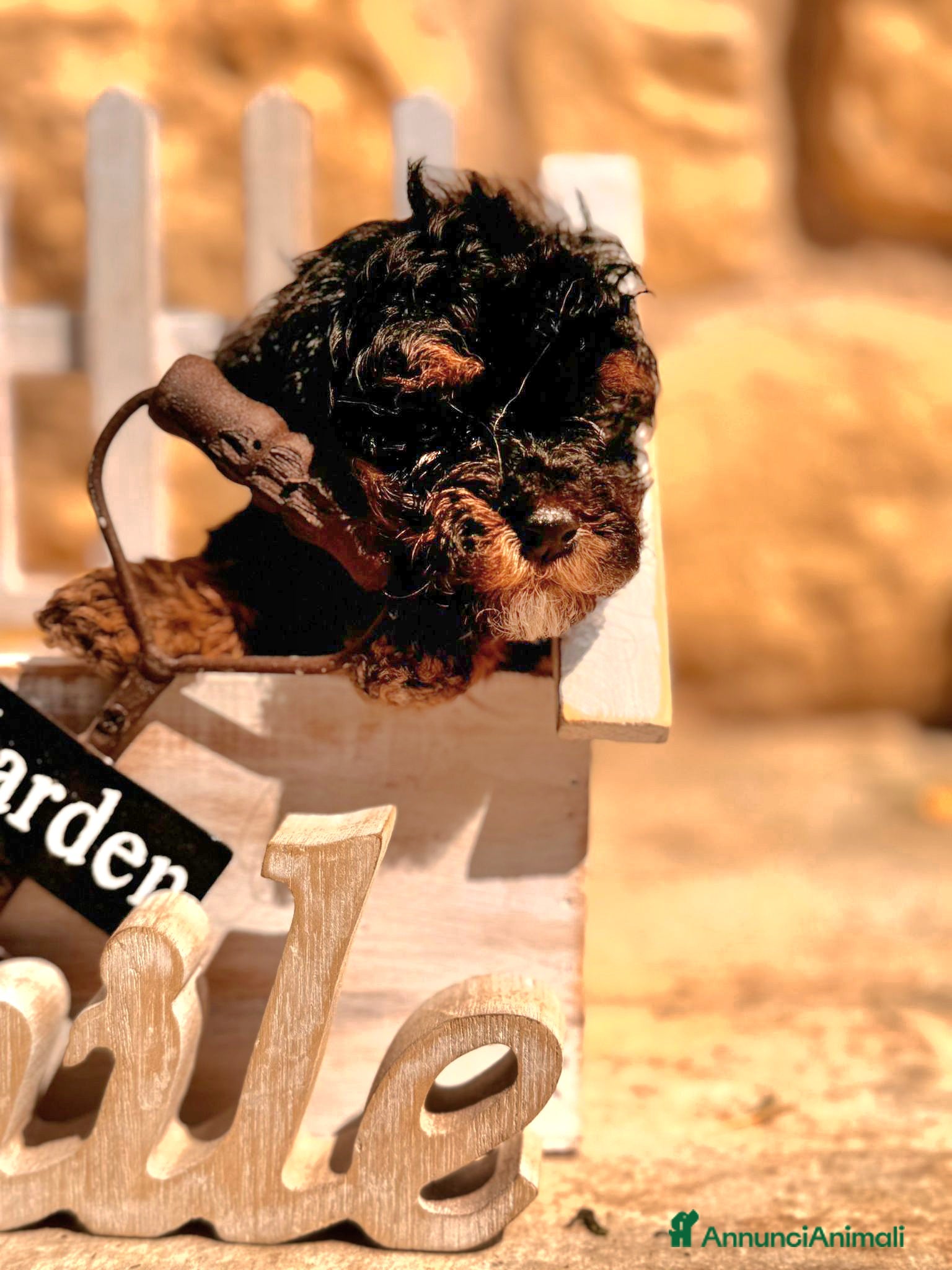 Maltipoo cani in vendita: Cuccioli Maltipoo a Città Metropolitana di Bologna - Annuncio 5