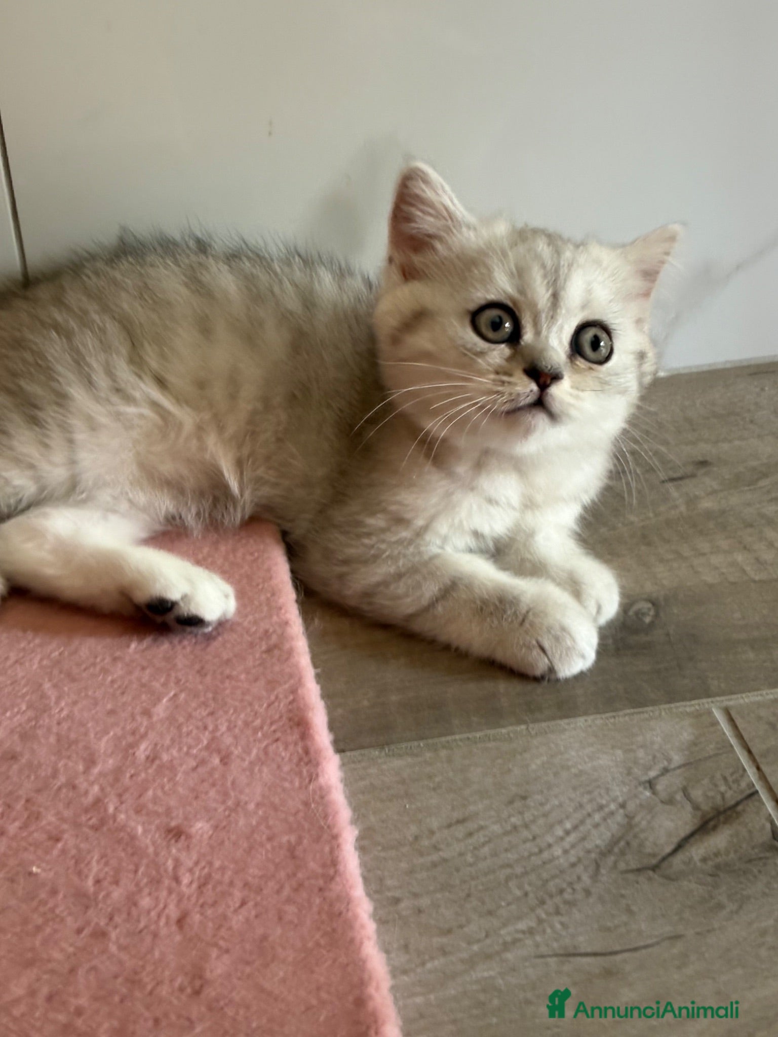 British gatti Scottish fold straight  - Annuncio 8