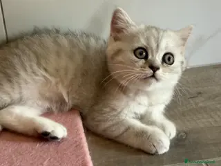 British gatti Scottish fold straight - Annuncio 1