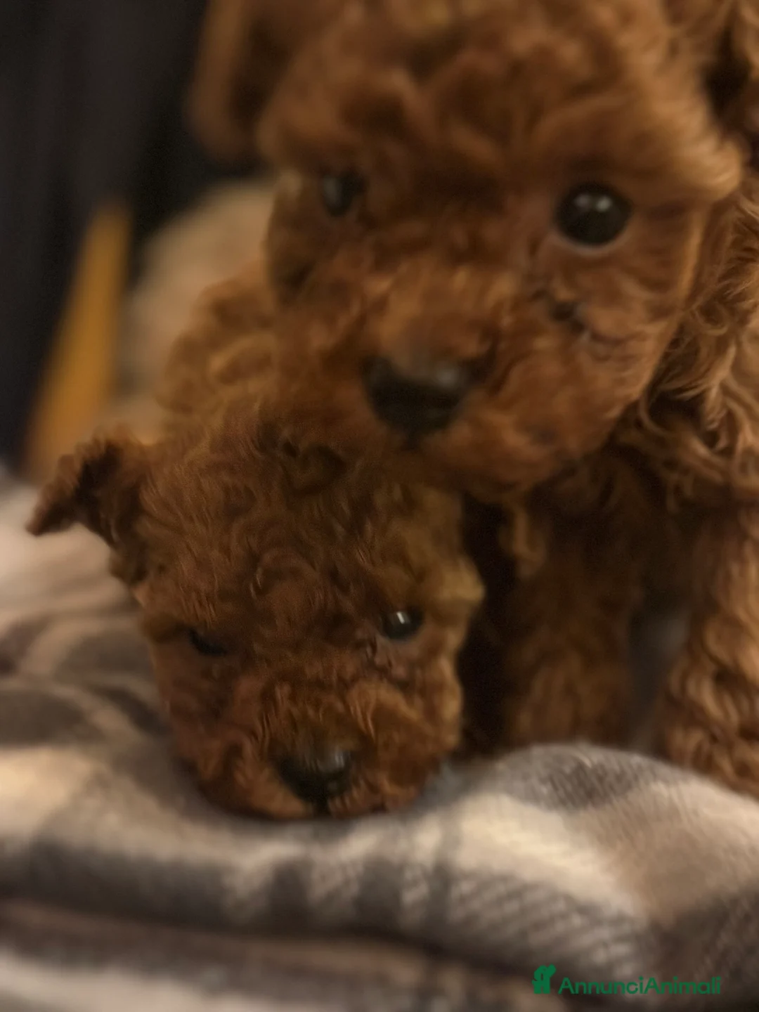 Barboncino Toy cani in vendita: Cuccioli Barbone toy color fulvo - Annuncio 9