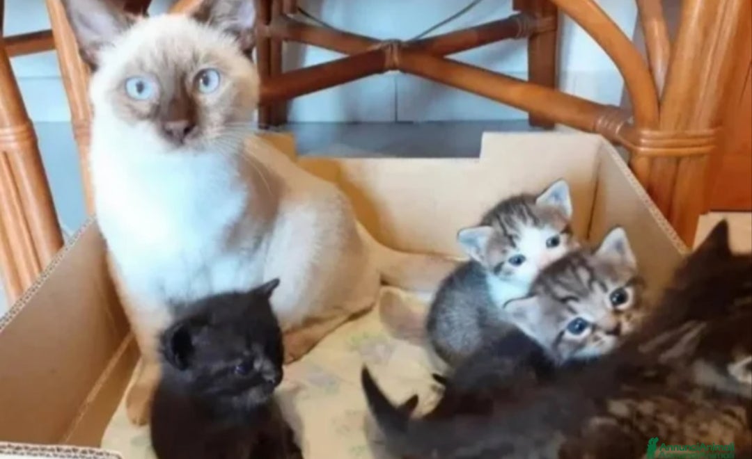 Altre razze gatti Gattini Mix - Annuncio 28