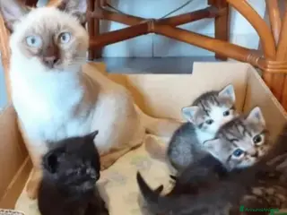 Altre razze gatti Gattini Mix - Annuncio 28